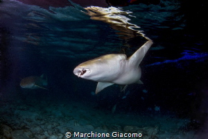 Nurse sharks at sunset, they approach the reef in search ... by Marchione Giacomo 